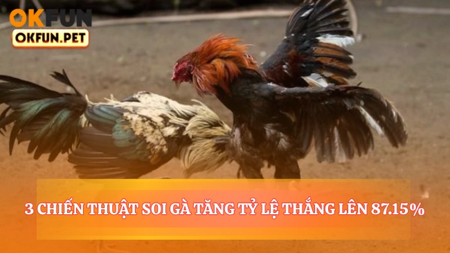 3 Chiến Thuật Soi Gà Tăng Tỷ Lệ Thắng Lên 87.15%