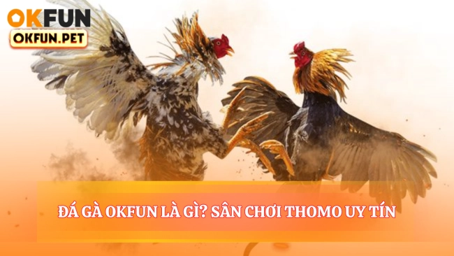 Đá Gà Okfun Là Gì? Sân Chơi Thomo Uy Tín